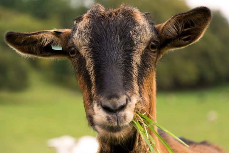 Tips Mengawetkan Rumput Pakan Kambing di Musim Kemarau