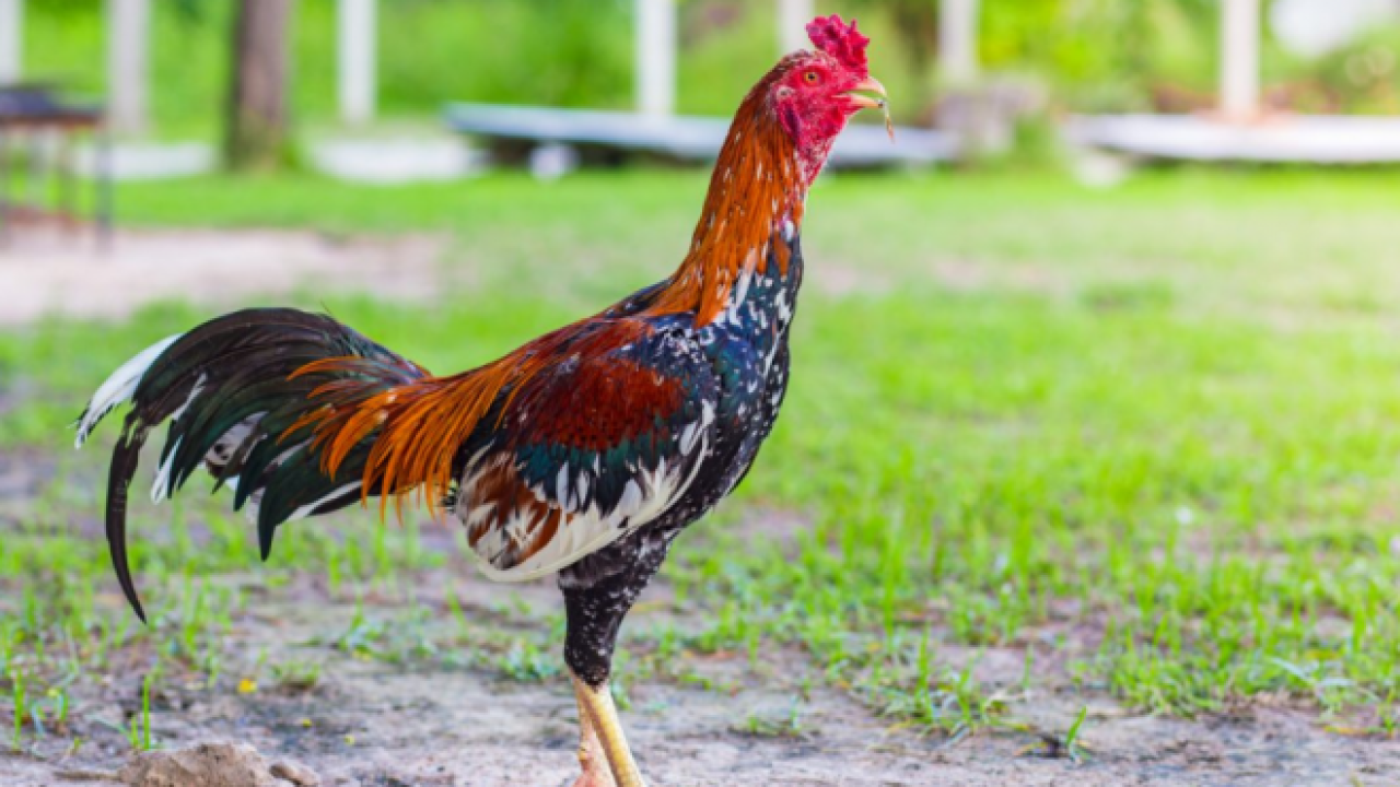 cara mencabut bulu ayam bangkok