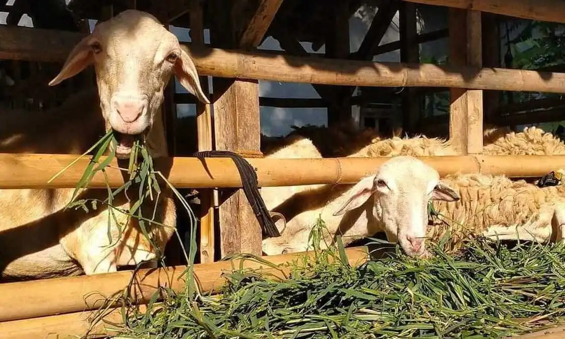 Fermentasi jerami untuk kambing