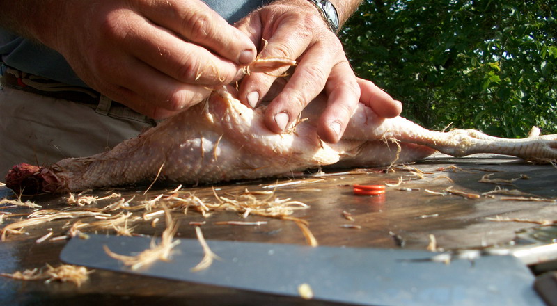 cara mencabut bulu ayam