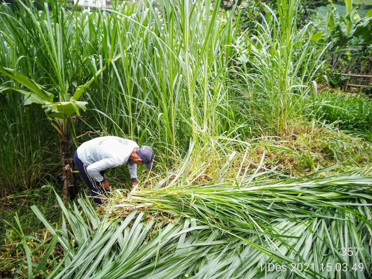 cara memanen rumput odot