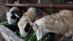 Cara budidaya pakan kambing