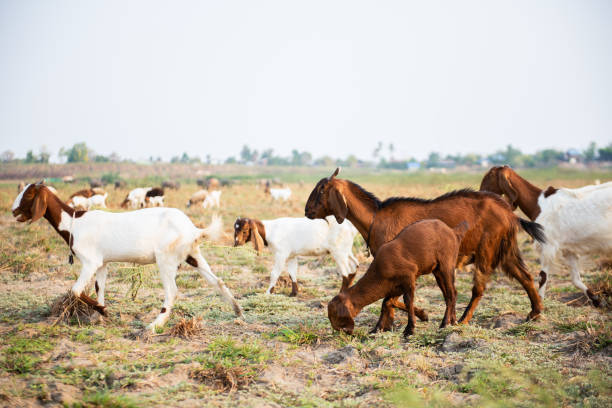 Silase Kambing Hamil Meningkatkan Kesehatan