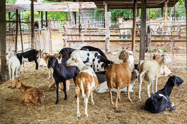 usaha penggemukan kambing tanpa rumput