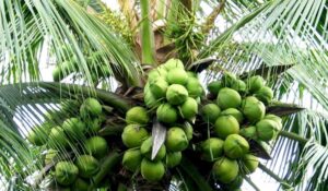 kelapa di pohon - Bisnis kelapa skala industri