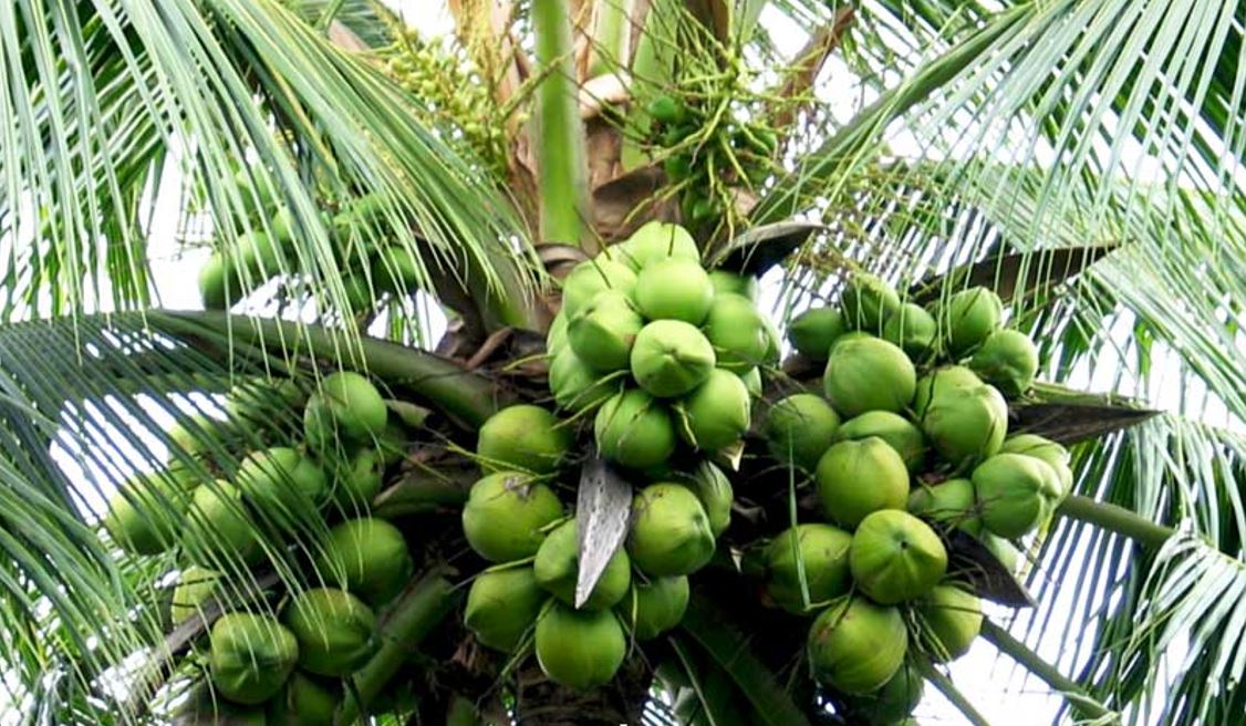 KELAPA