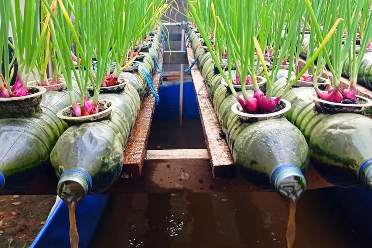 budidaya bawang merah modern