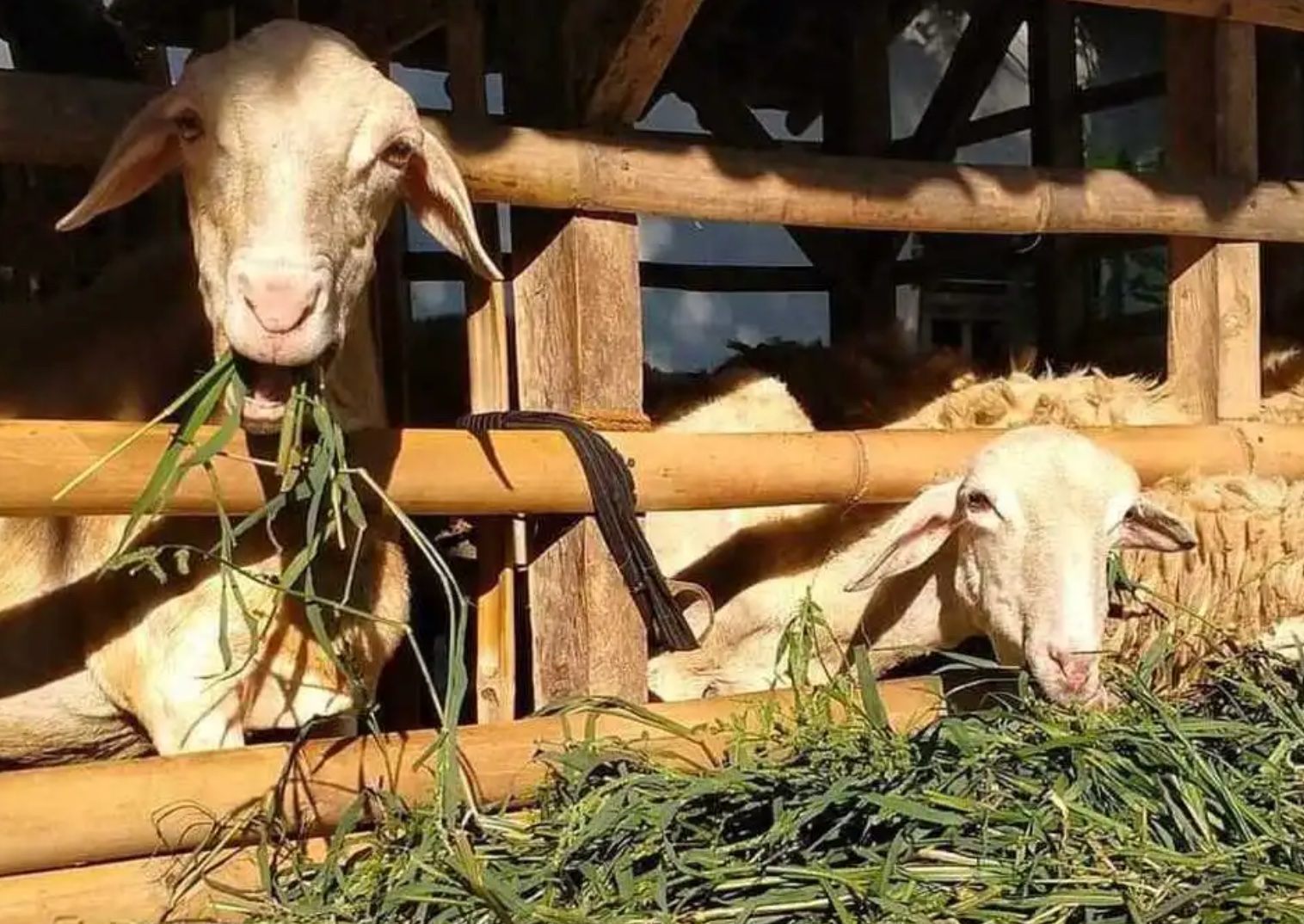 Budidaya Pakan Kambing