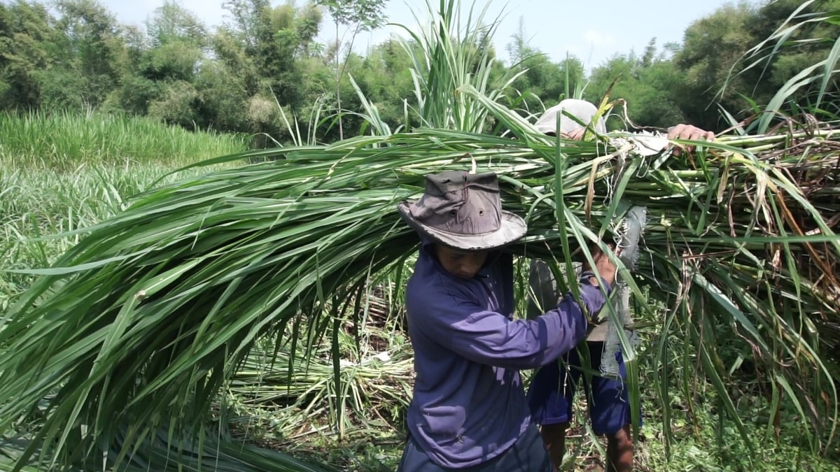 Keuntungan Pakan Hijauan Dibanding Pakan Pabrik