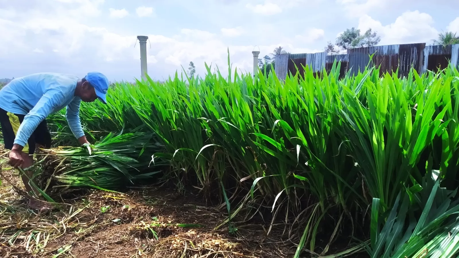 Keunggulan Jenis Rumput Odot Solusi Pakan Ternak Berkualitas Tinggi