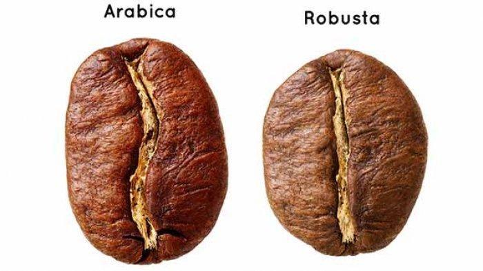 Perbedaan Kopi Robusta dan Arabika