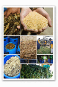 bahan fermentasi pakan kambing kering