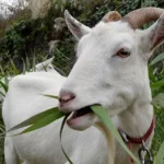 makanan kambing