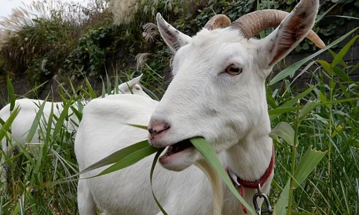 makanan kambing