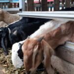 fermentasi pakan kambing