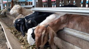 fermentasi pakan kambing