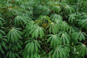 daun singkong