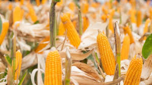 Bertani Jagung dengan Metode Tradisional Secara Berkelanjutan