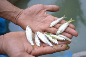 Bisnis Pakan Ikan Mandiri