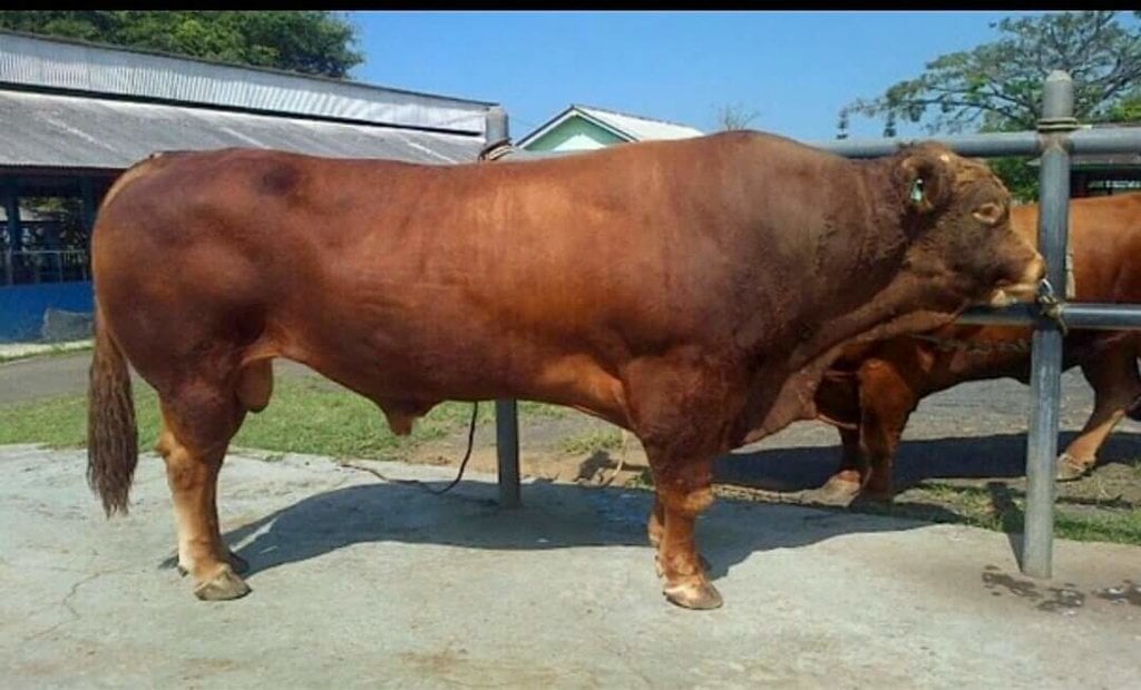 pakan sapi pedaging