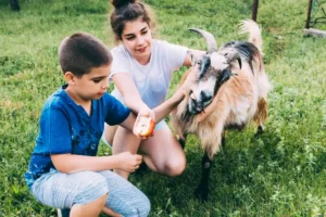 cara merawat anak kambing