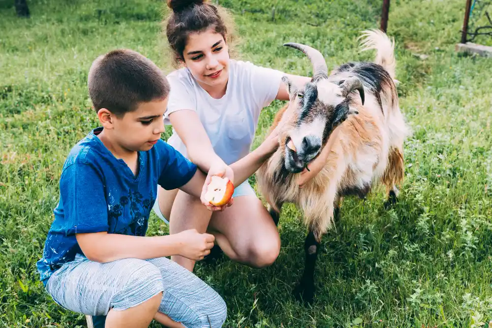 cara merawat anak kambing
