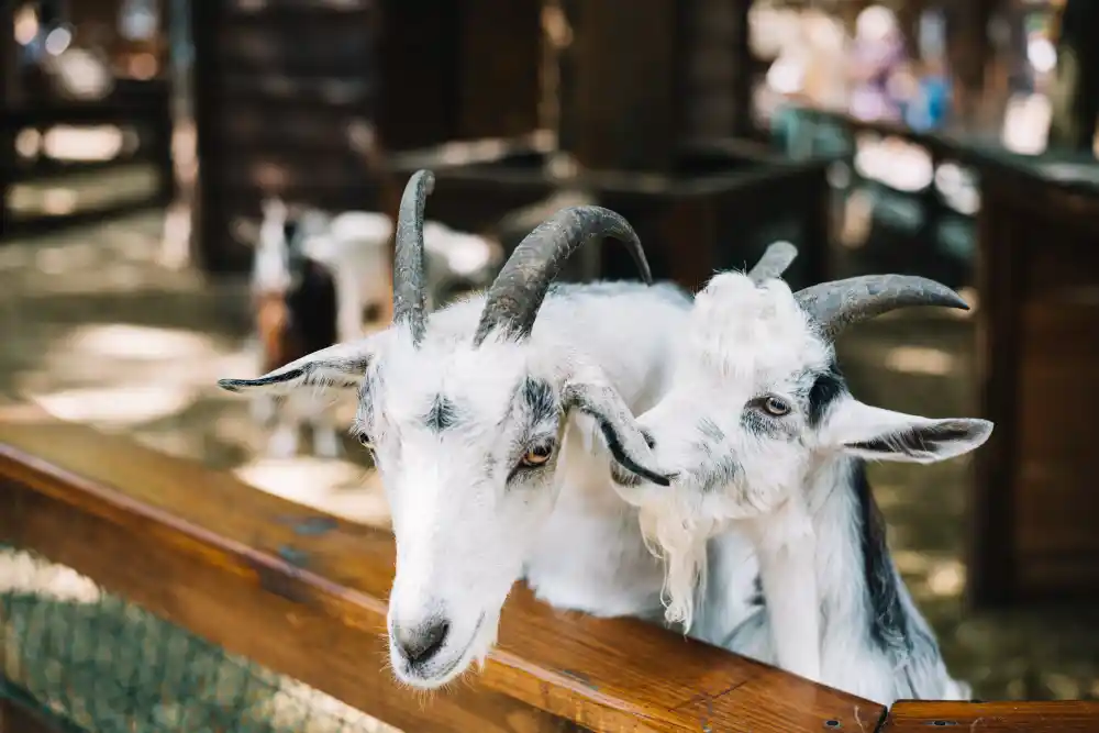 keuntungan beternak kambing