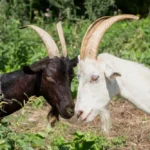 metode pemisahan kambing