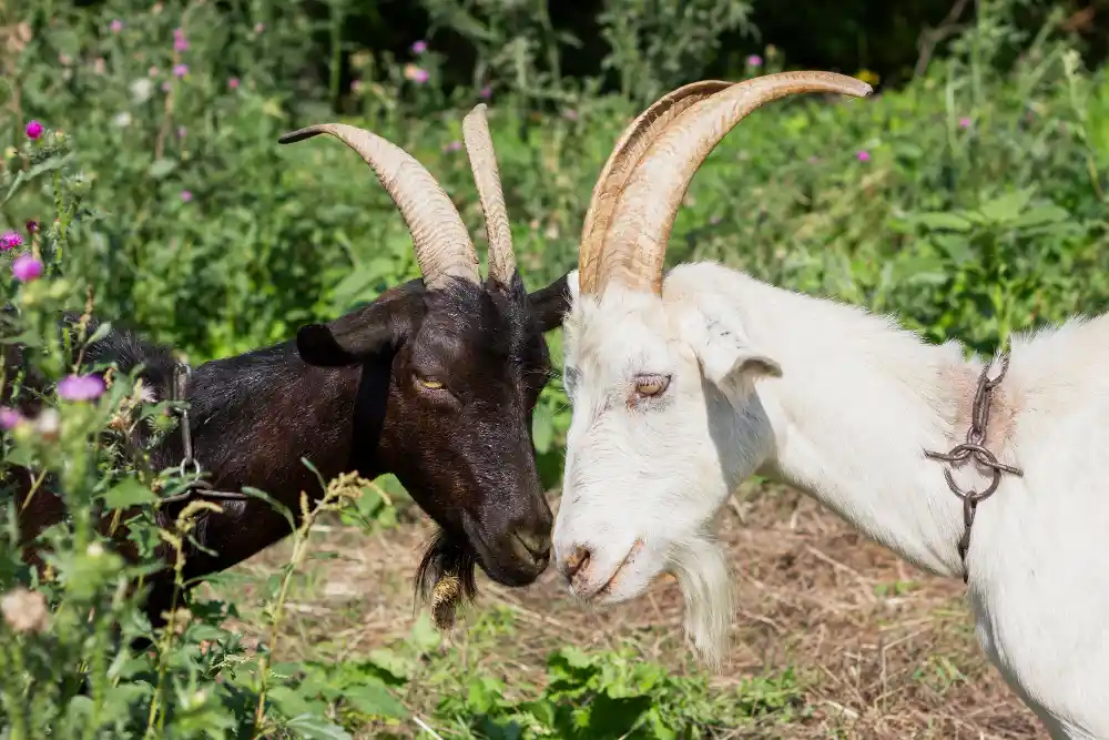 metode pemisahan kambing
