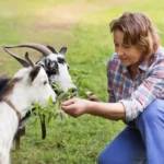 strategi penggemukan kambing cepat