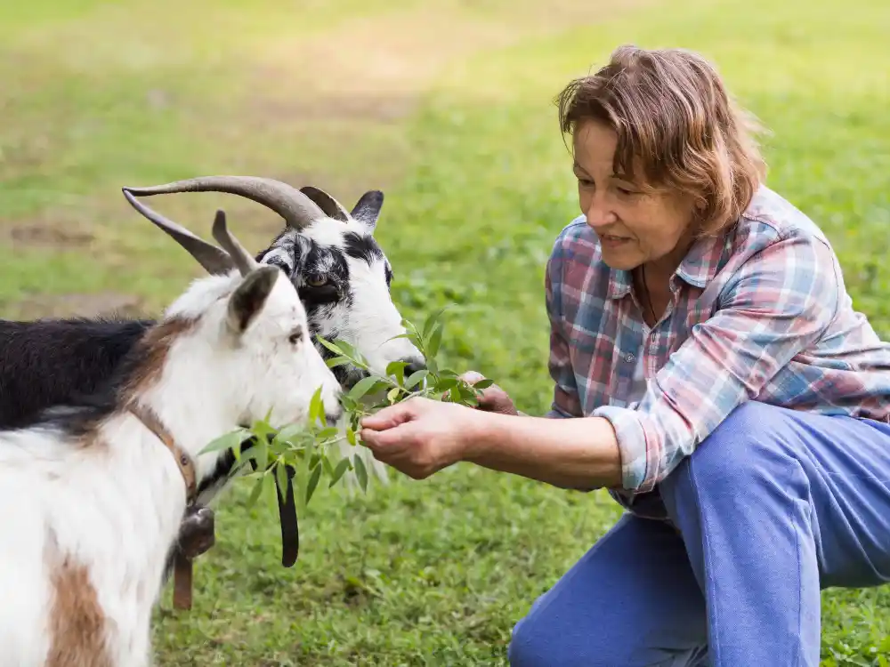 strategi penggemukan kambing cepat