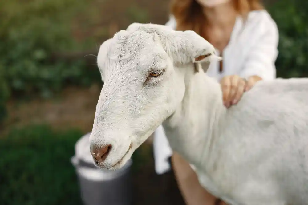 panduan reproduksi kambing betina