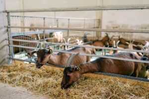 teknologi terbaru dalam budidaya kambing