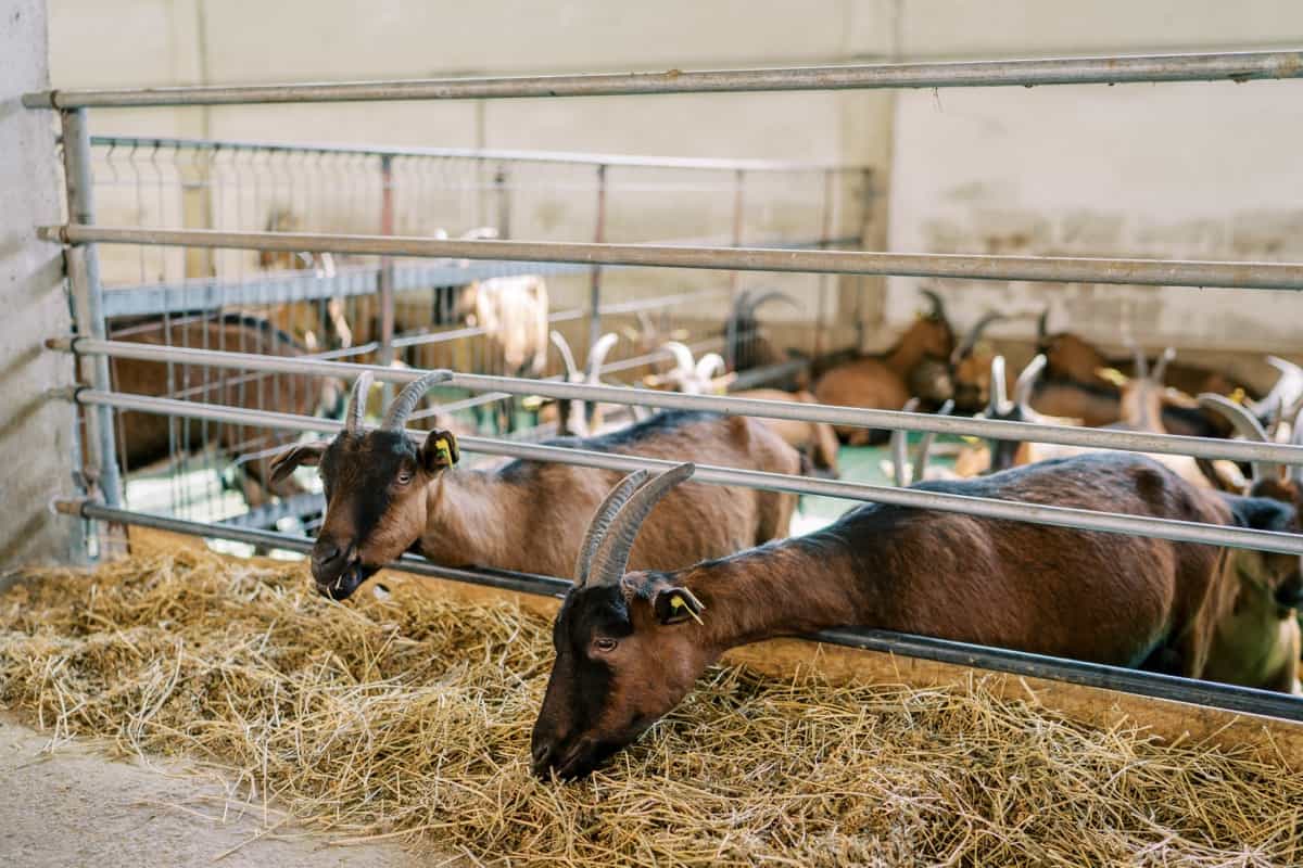 teknologi terbaru dalam budidaya kambing