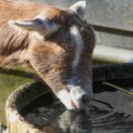 manfaat air garam untuk kambing