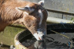 manfaat air garam untuk kambing