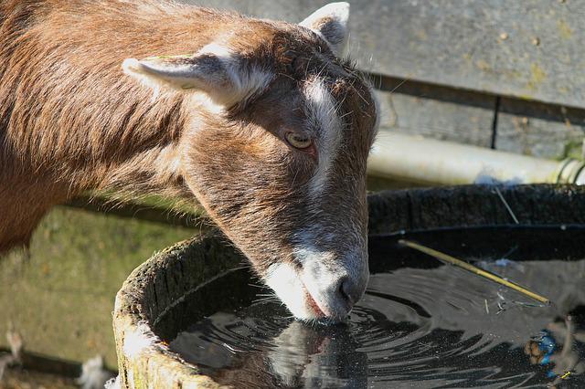 manfaat air garam untuk kambing