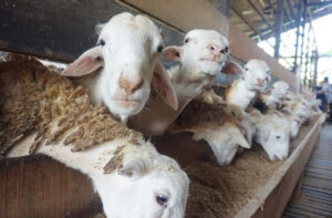 pentingnya nutrisi dalam kambing