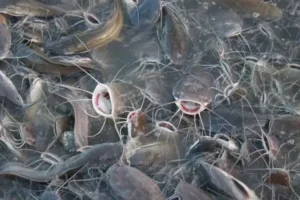 kenapa lele menyukai bau amis