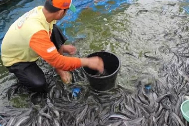 pakan ikan lele agar cepat besar