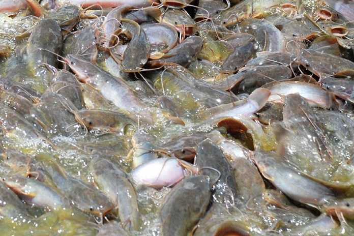 sayuran pengganti pelet untuk lele