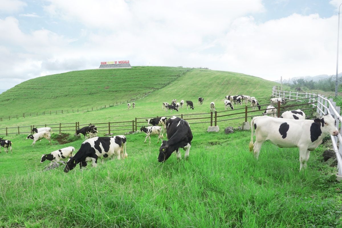 hijauan alternatif kemarau panjang