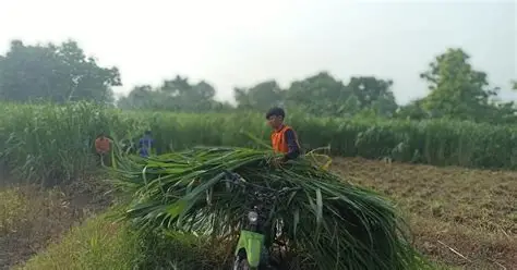 hijauan stabil untuk kambing