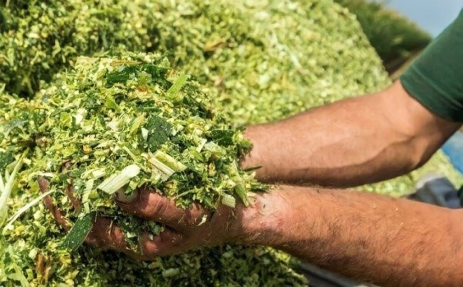 cara membuat silase pakan domba