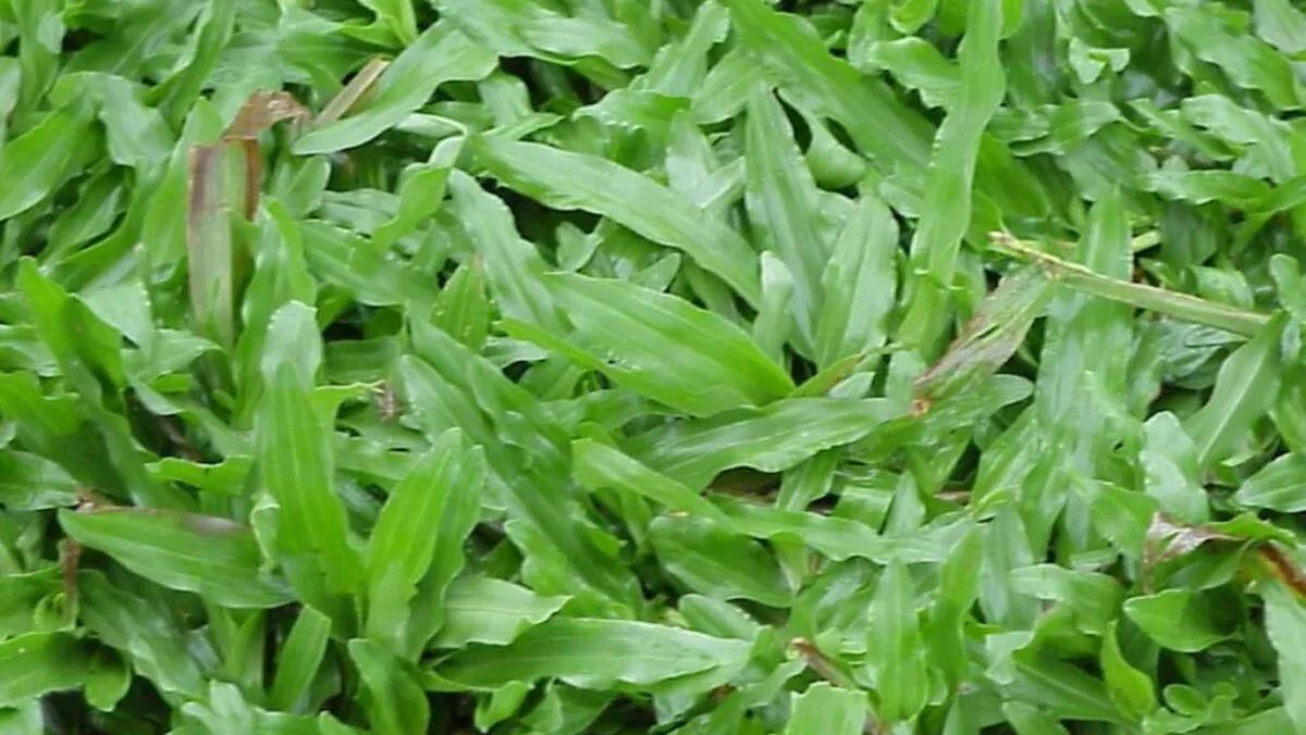 rumput gajah mini unggulan