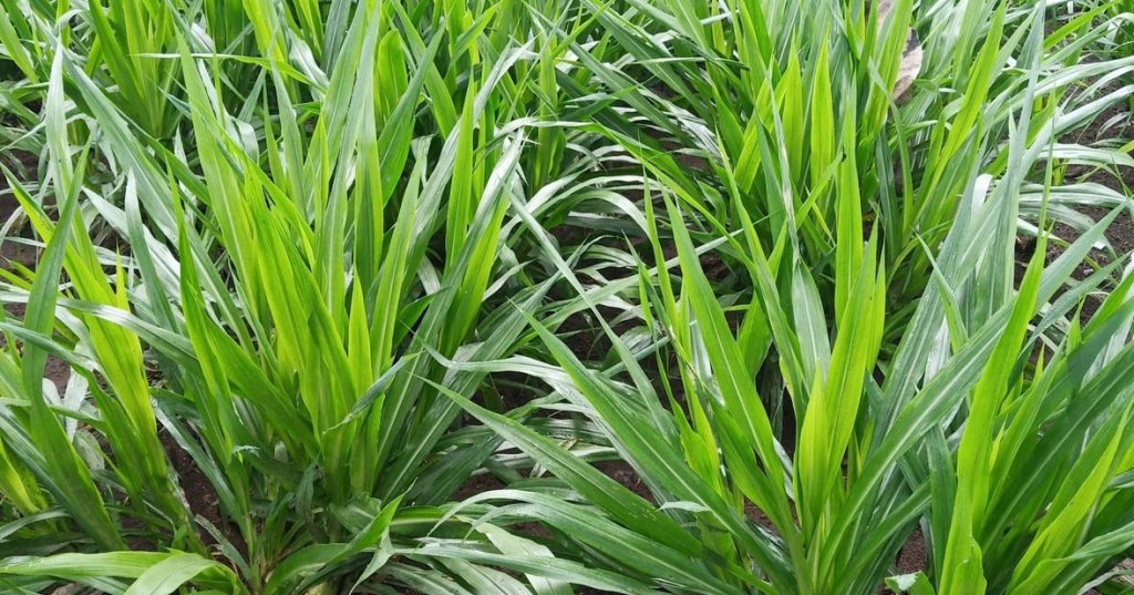 rumput ternak tahan hujan