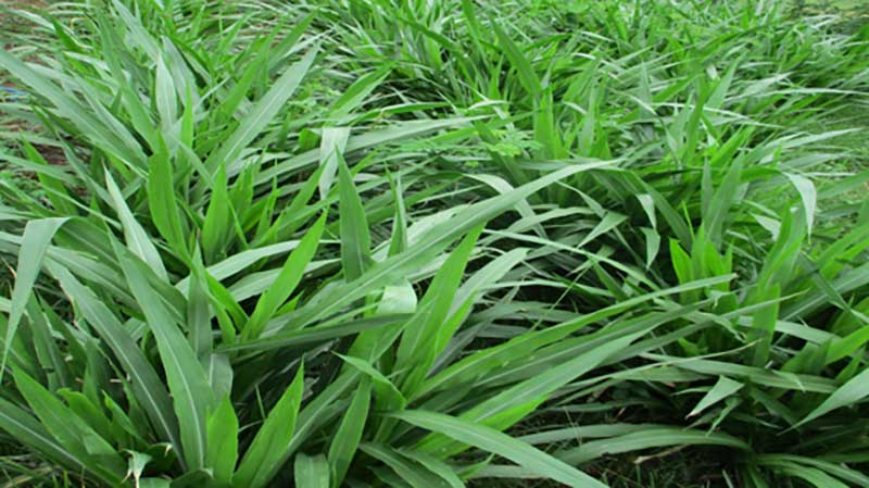 rumput odot untuk ternak