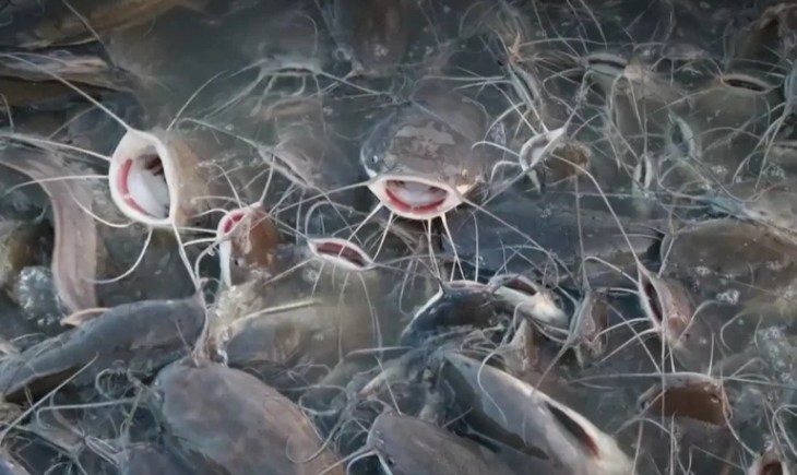 tips memberi makan lele tanpa pelet