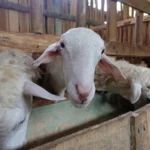 ternak kambing tanpa stres