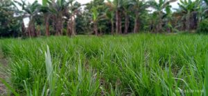 pengelolaan hijauan hemat lahan